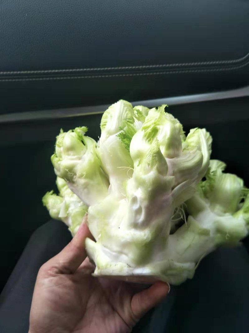 精品儿菜