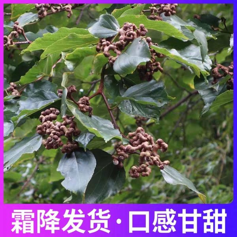 拐枣