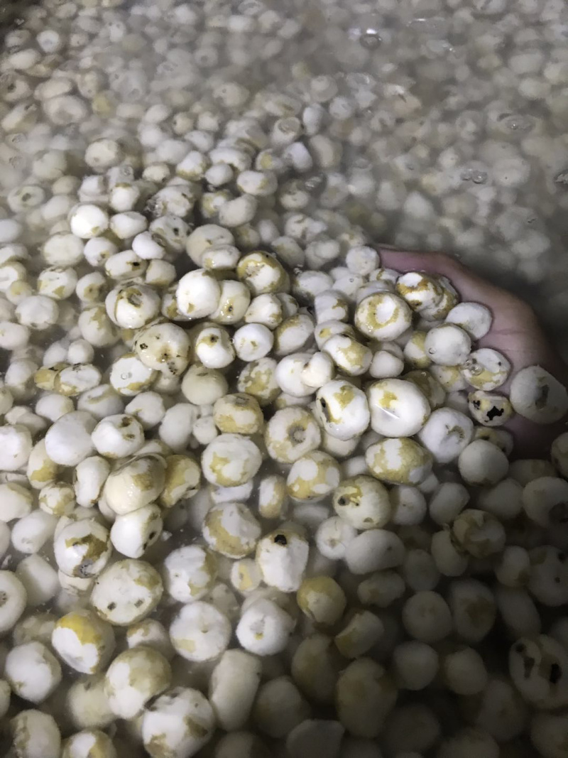 珍珠马蹄