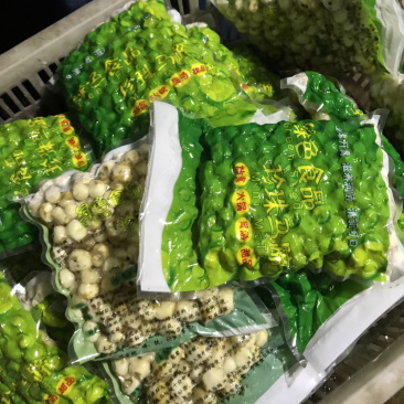 珍珠马蹄