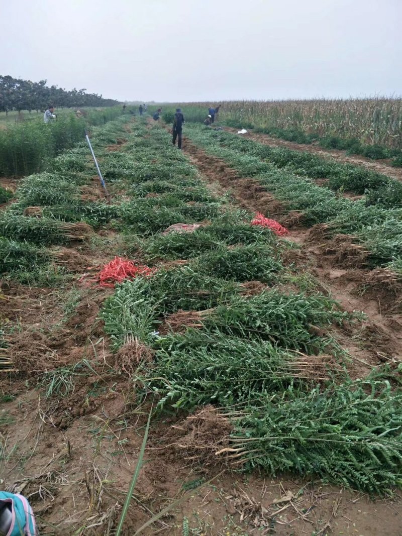 刺槐苗。高成活，易管理，地栽苗。货源充足，农户直销