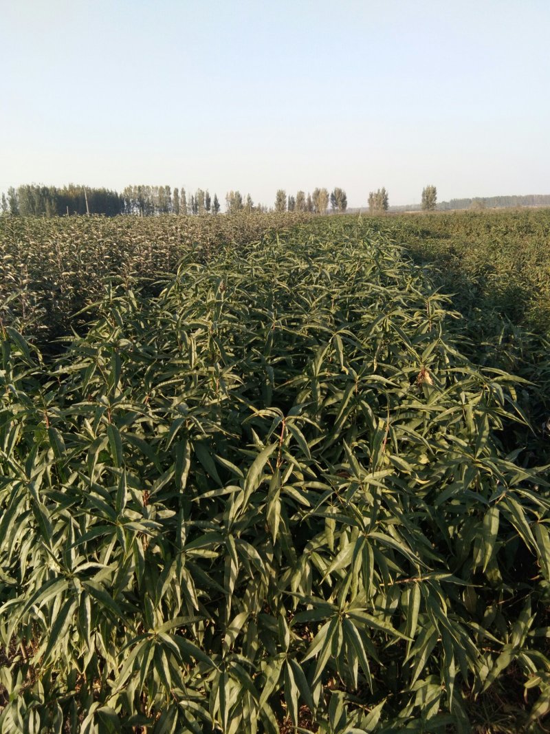【卖的就是品种】中华寿桃桃树苗中华福桃桃树苗晚熟桃树苗