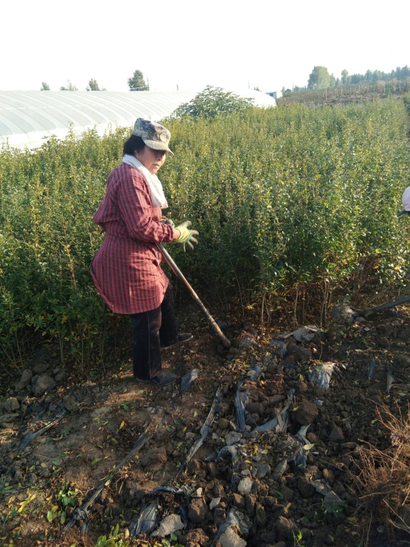 突尼斯软籽石榴苗抗冻的石榴树苗突尼斯石榴苗包技术包品种