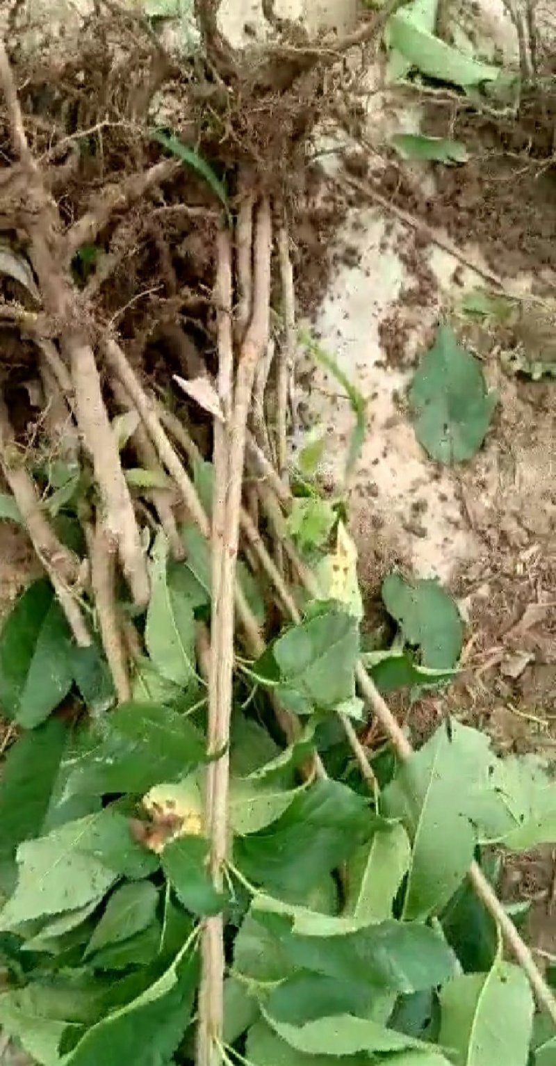 樱桃苗，农户直供，货源充足，纯度高，成活率高。
