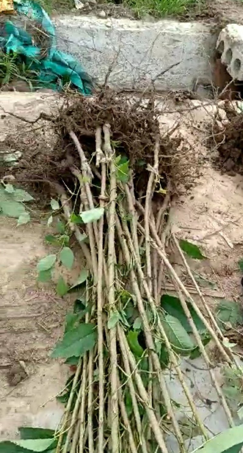 樱桃苗，农户直供，货源充足，纯度高，成活率高。