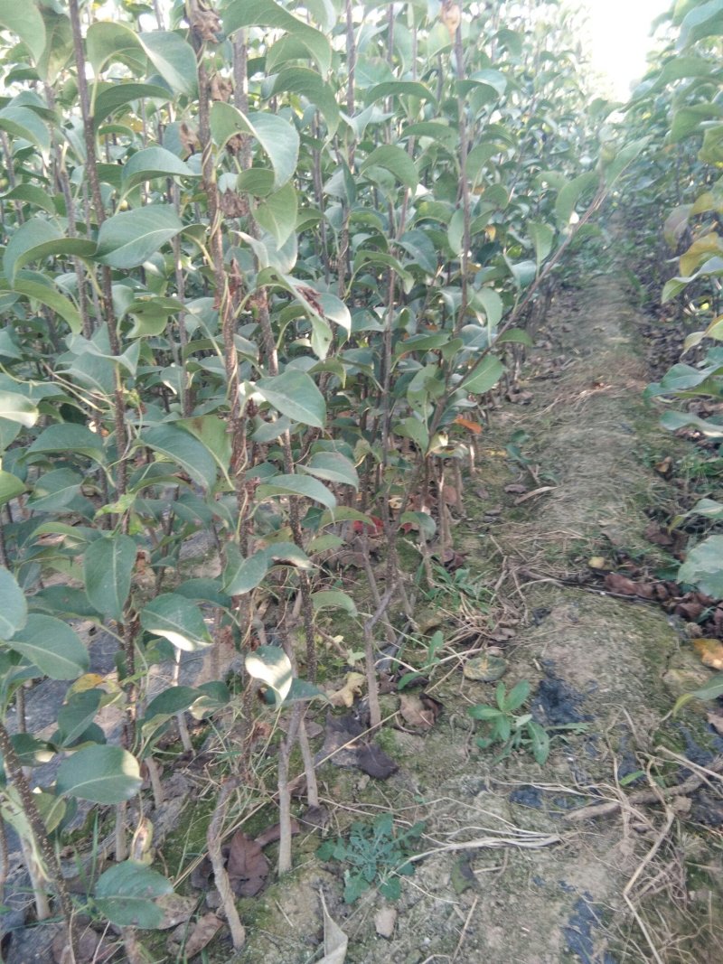 【秋月梨树苗】山东梨树苗基地梨树苗梨树苗批发梨树苗育苗基