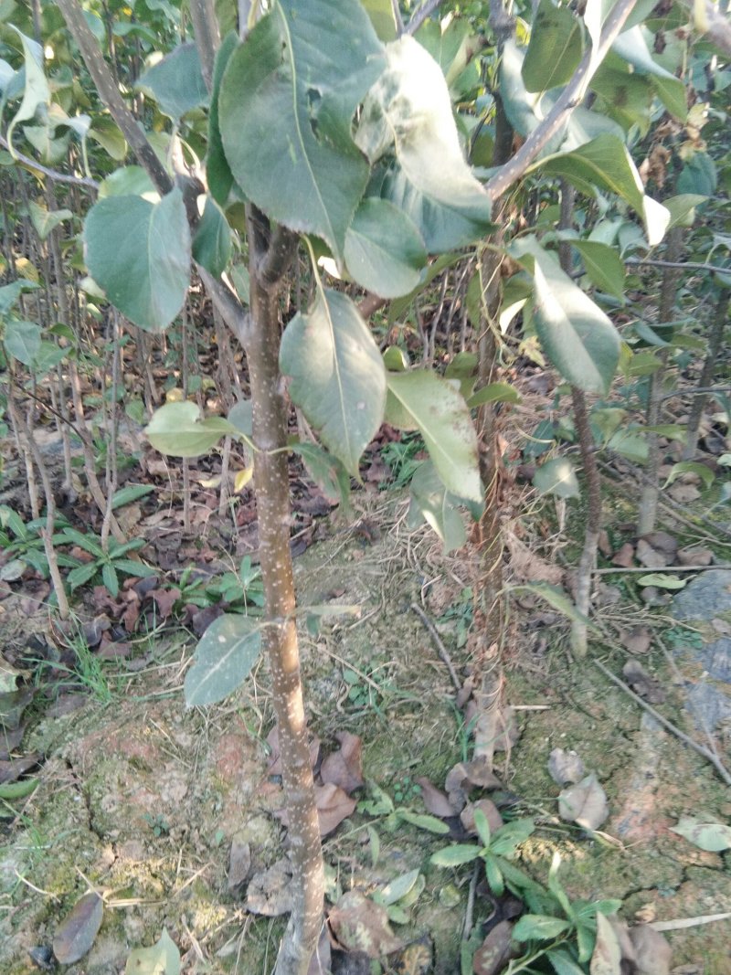 【秋月梨树苗】山东梨树苗基地梨树苗梨树苗批发梨树苗育苗基