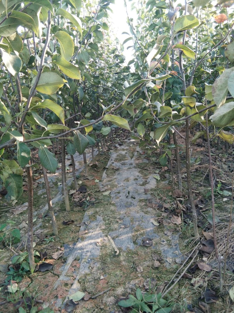 【秋月梨树苗】山东梨树苗基地梨树苗梨树苗批发梨树苗育苗基
