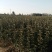【秋月梨树苗】山东梨树苗基地梨树苗梨树苗批发梨树苗育苗基