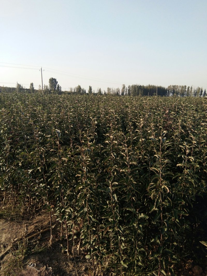 【秋月梨树苗】山东梨树苗基地梨树苗梨树苗批发梨树苗育苗基