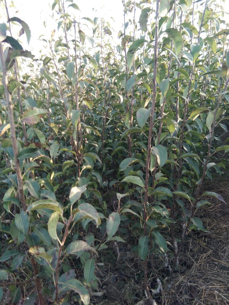 山东梨树苗基地，梨树新品种晚秋黄梨树苗1~1.5公分