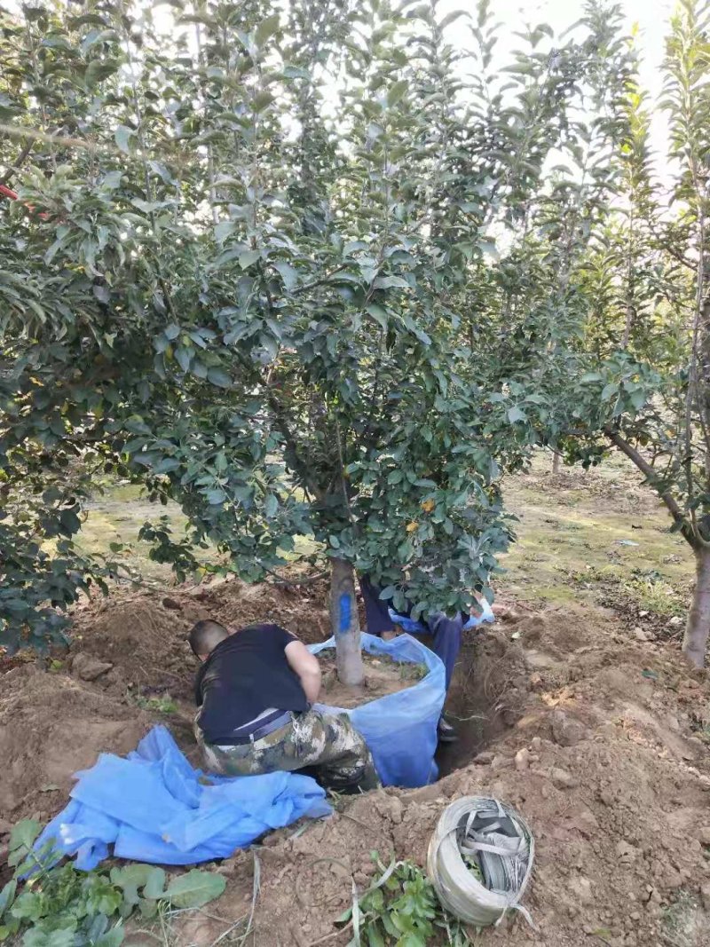 精品苹果树