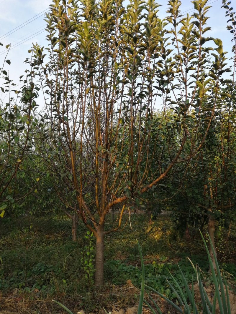 精品苹果树