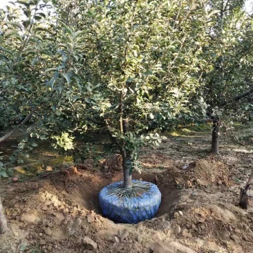 精品苹果树