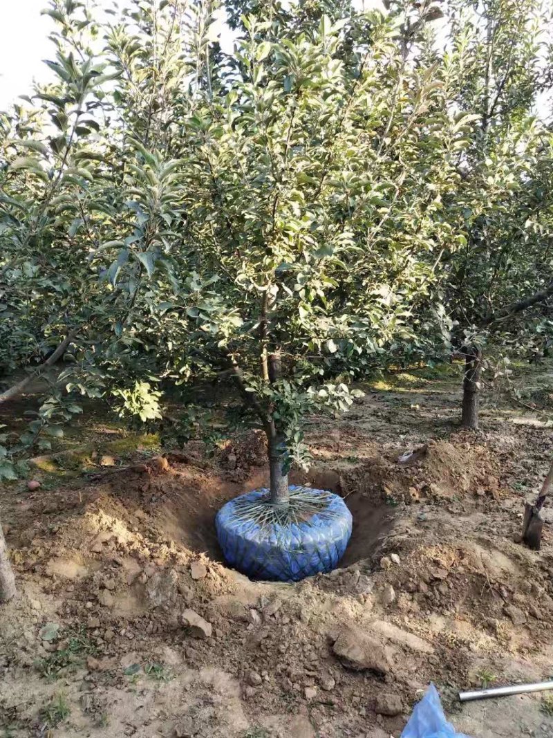 精品苹果树