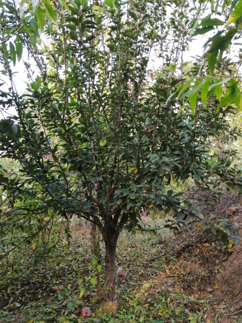 精品苹果树