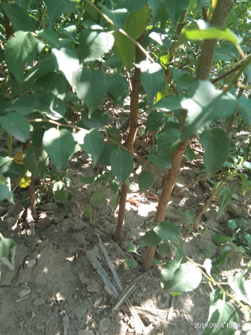 绿化苗木山杏苗。自家苗圃价格美丽。货源充足，各种规格。