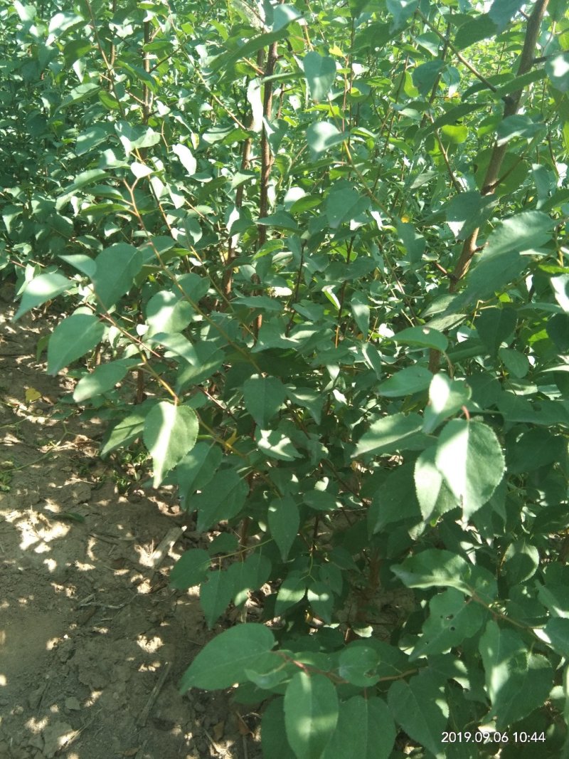 绿化苗木山杏苗。自家苗圃价格美丽。货源充足，各种规格。