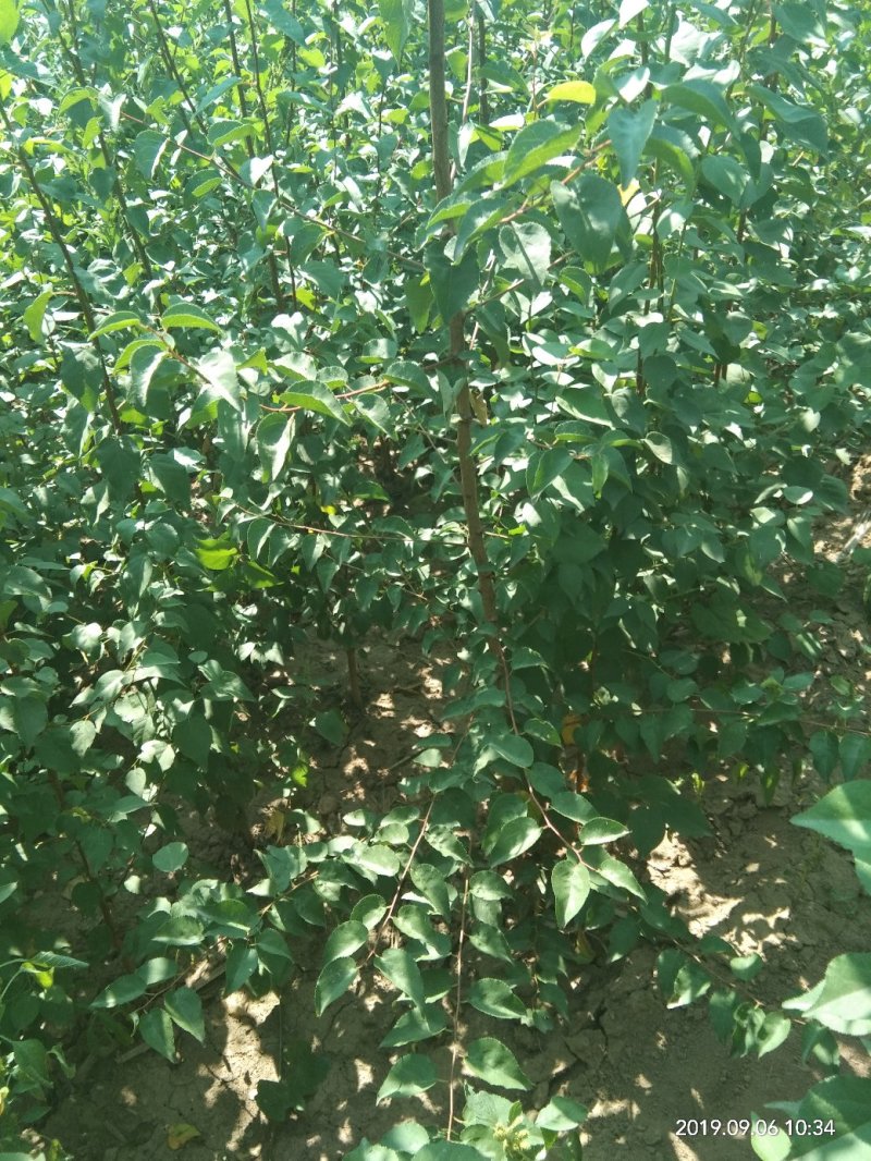 绿化苗木山杏苗。自家苗圃价格美丽。货源充足，各种规格。