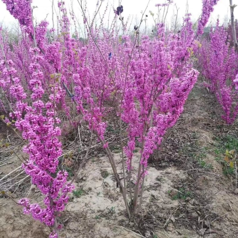 紫荆，大小规格都有，庭院种植或园林绿化