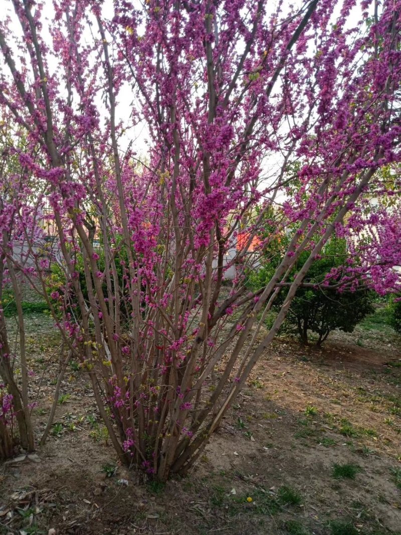 紫荆，大小规格都有，庭院种植或园林绿化