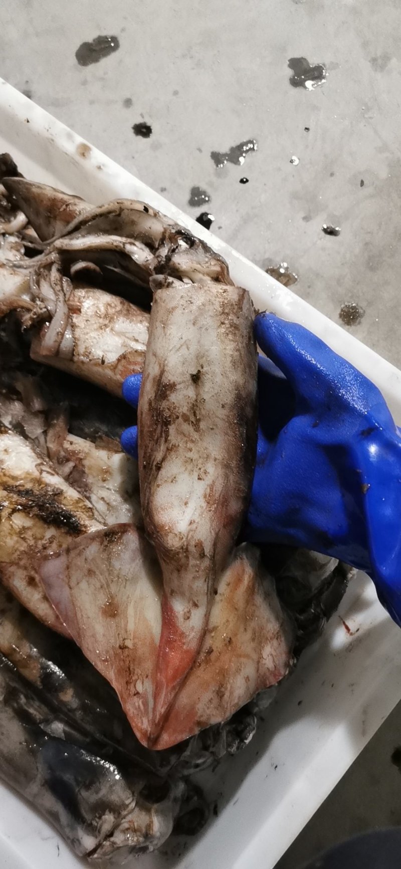 新鲜北泰大鱿鱼