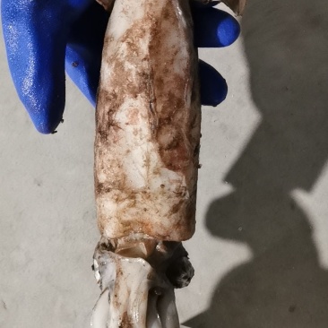 新鲜北泰大鱿鱼