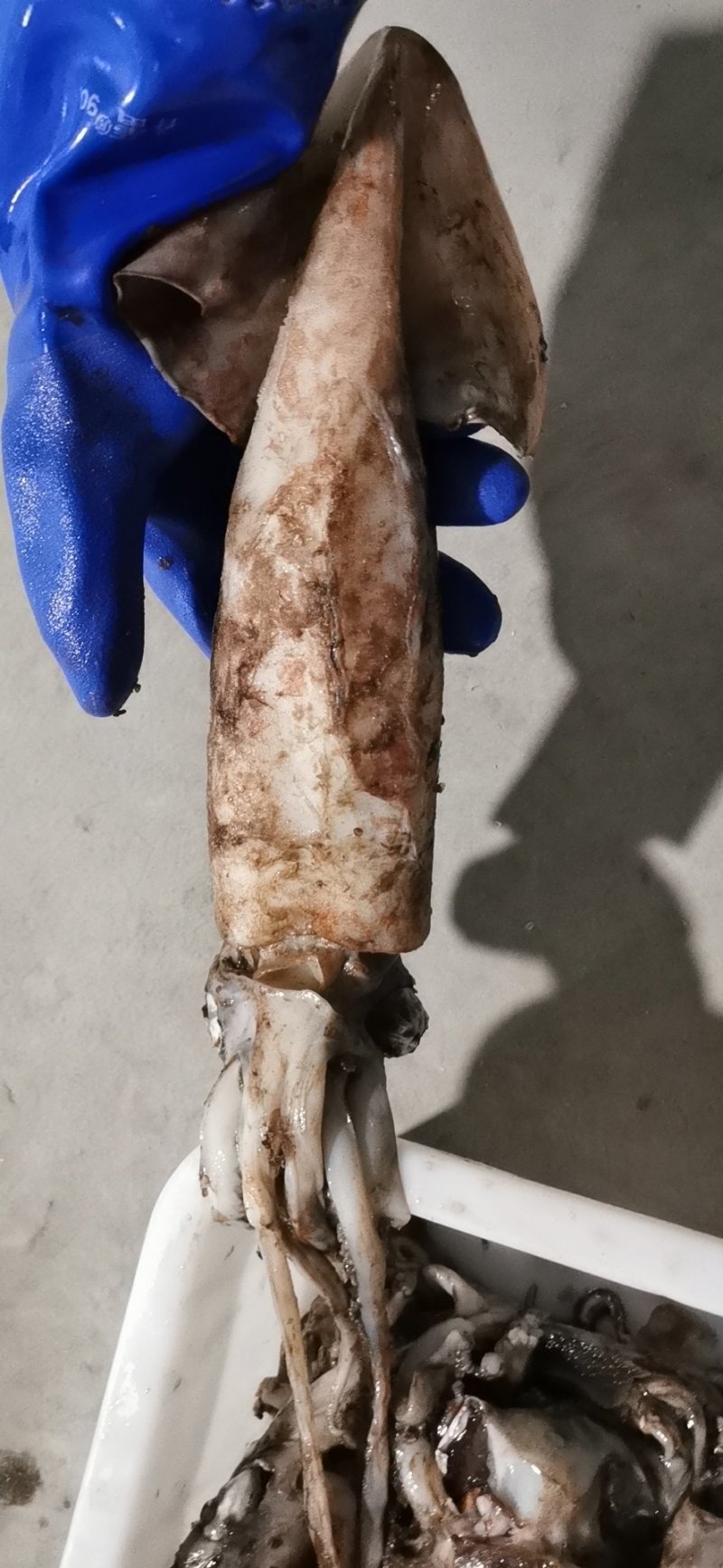 新鲜北泰大鱿鱼