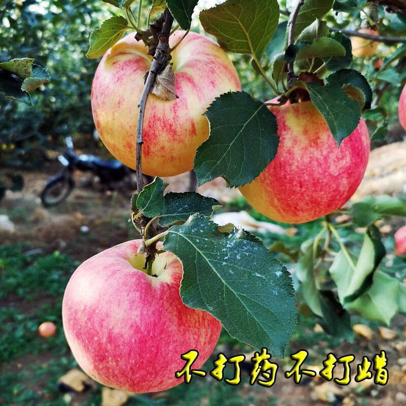 5斤乔纳金沙瓤脆甜苹果红色鲜果整箱包邮