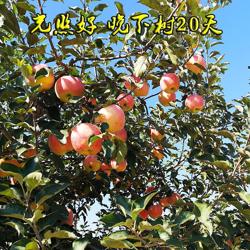 5斤乔纳金沙瓤脆甜苹果红色鲜果整箱包邮