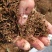 花椒把