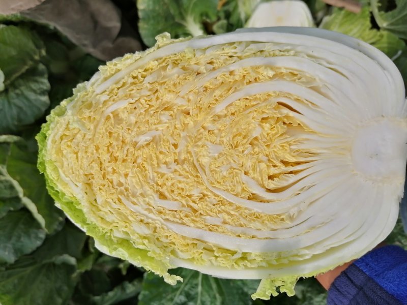 全黄心白菜毛菜7斤以上，随到随装