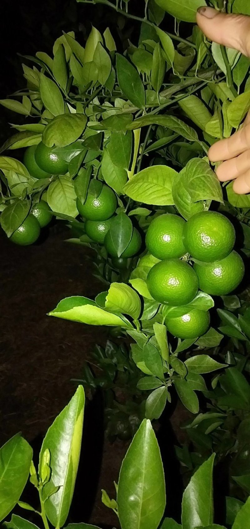 皇帝柑百亩基地一手货源大量上市