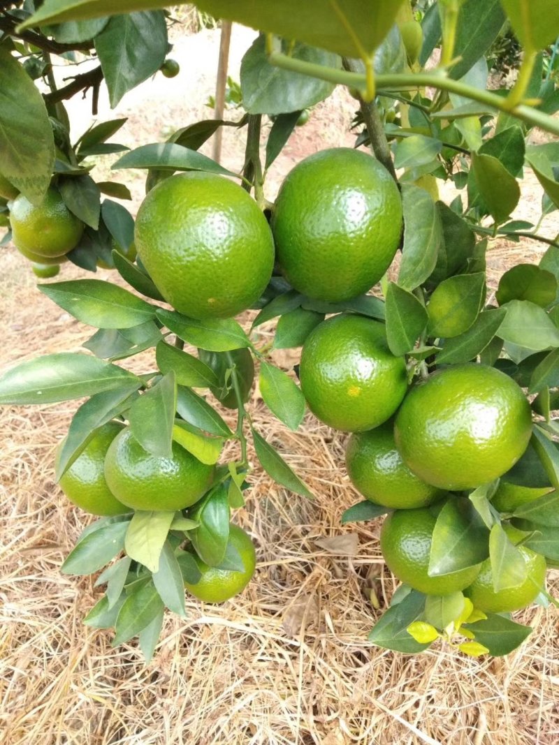 皇帝柑百亩基地一手货源大量上市
