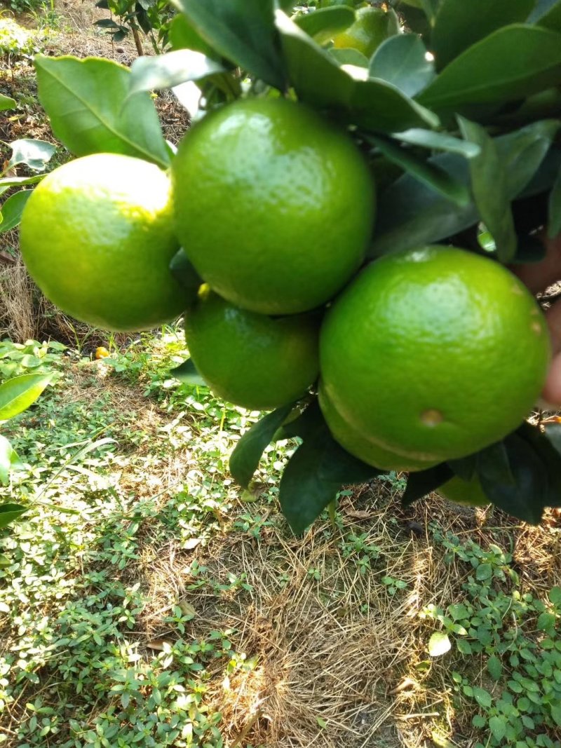 皇帝柑百亩基地一手货源大量上市