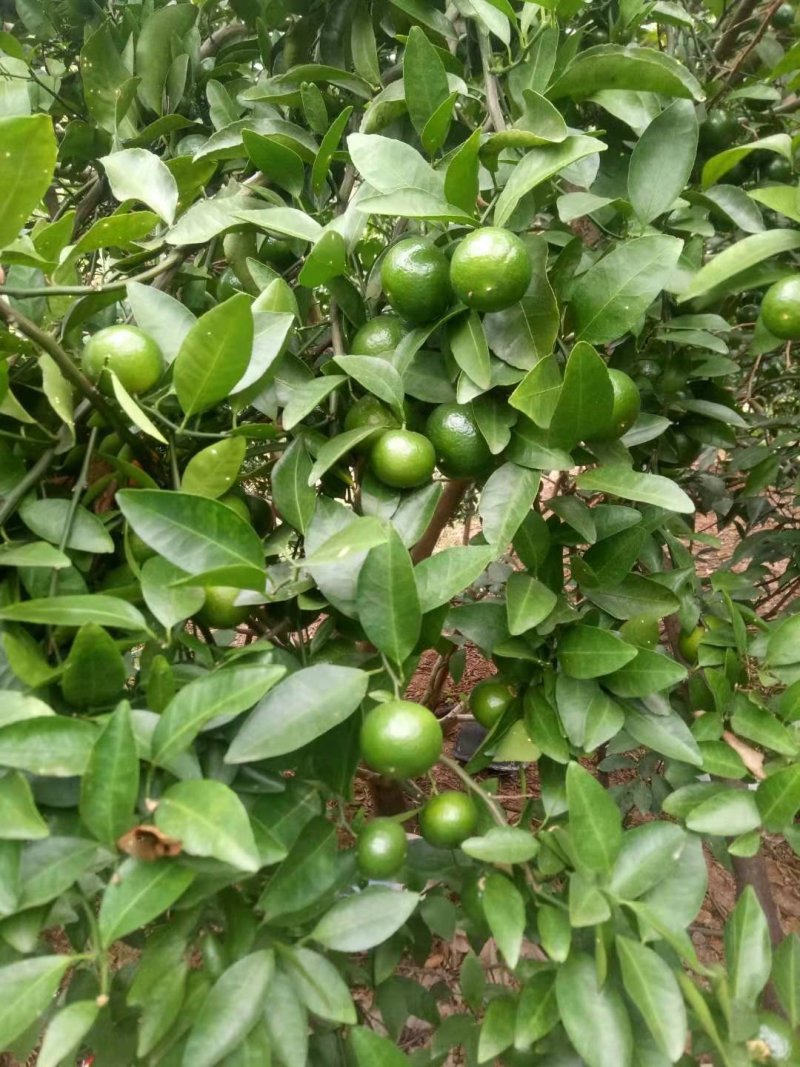 青皮蜜柑个头大.果面干净