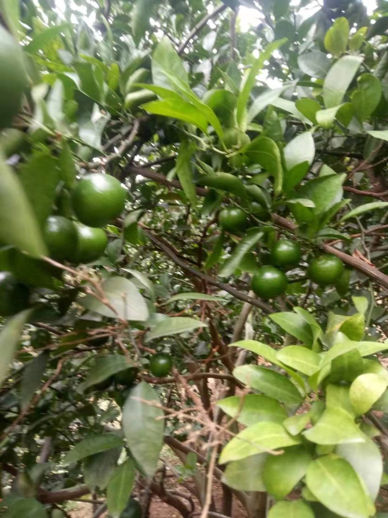 青皮蜜柑个头大.果面干净