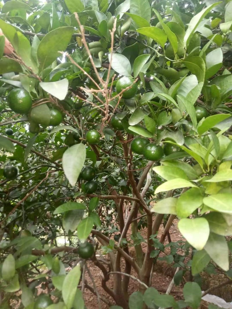 青皮蜜柑个头大.果面干净