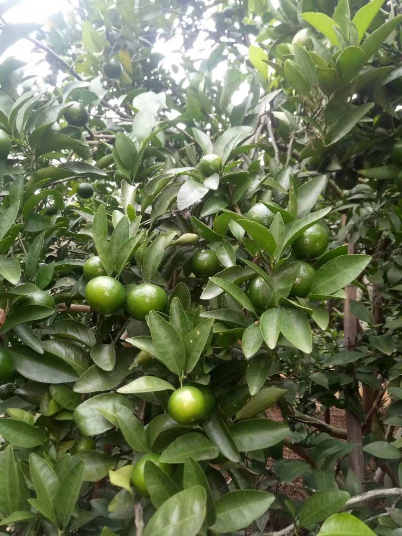 青皮蜜柑个头大.果面干净