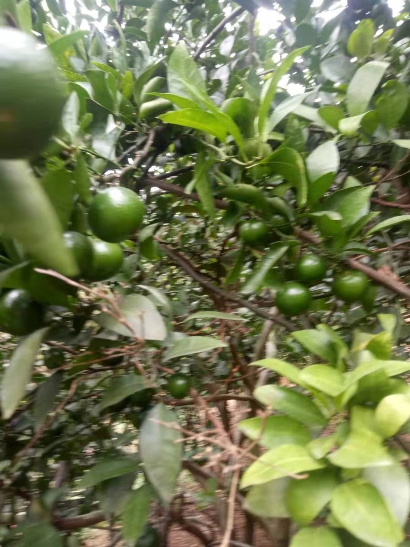青皮蜜柑个头大.果面干净
