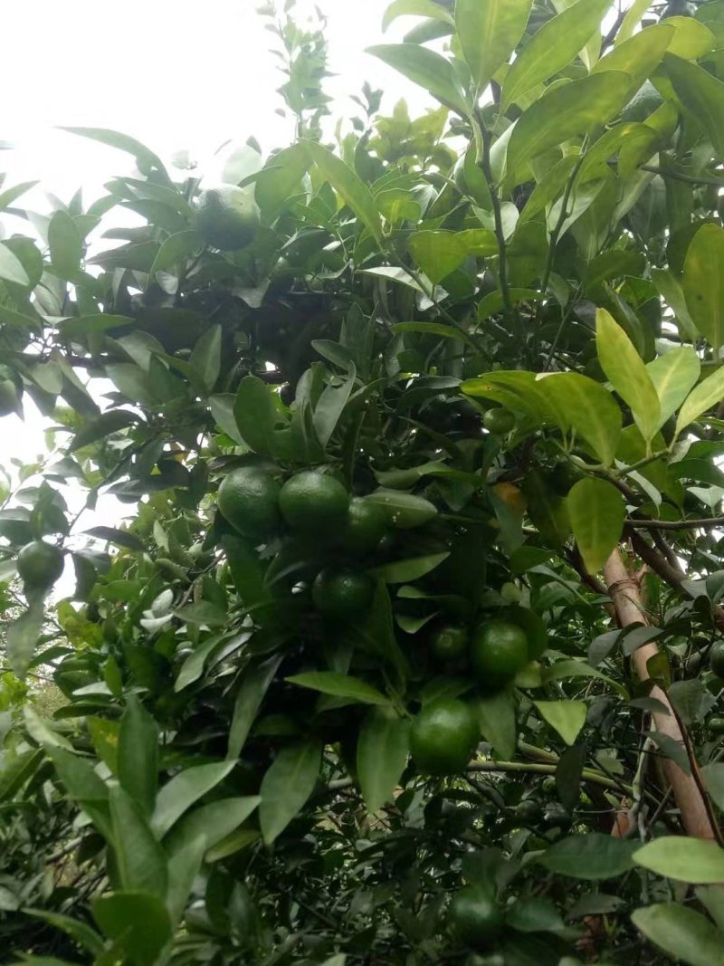 青皮蜜柑个头大.果面干净