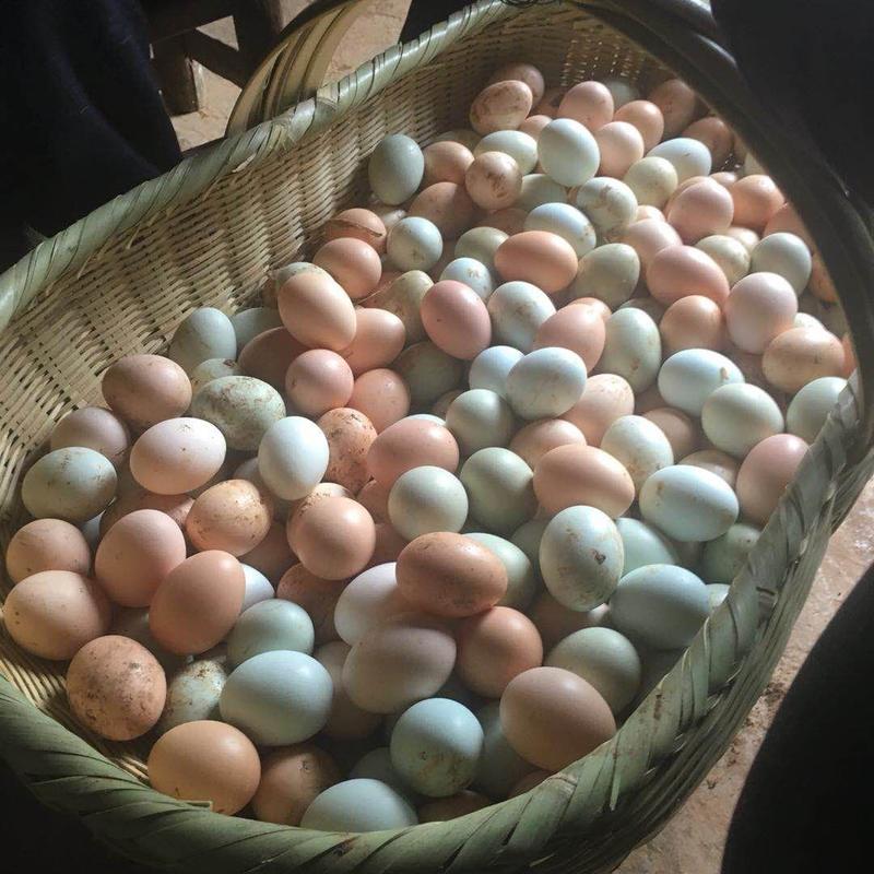 江汉土鸡蛋，林下鸡，初生蛋。一件360枚，一斤12枚左右