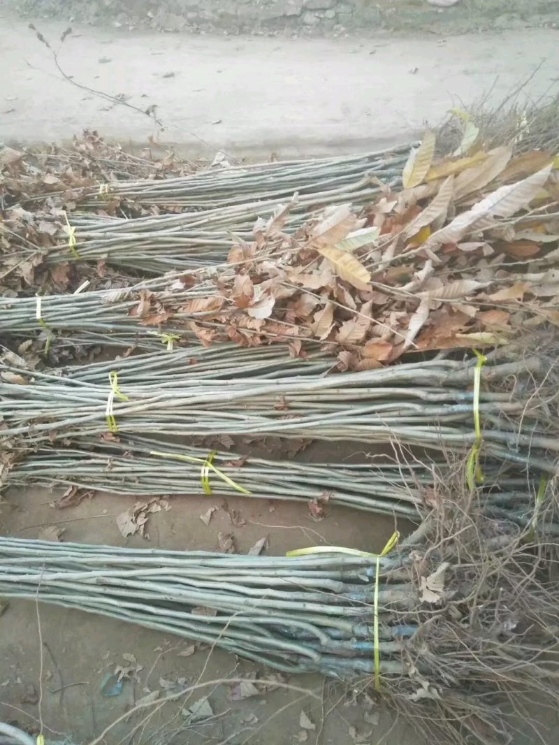 大红袍板栗苗，嫁接苗，基地直销现挖现发货，保湿邮寄