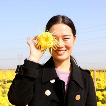 金丝菊发货
