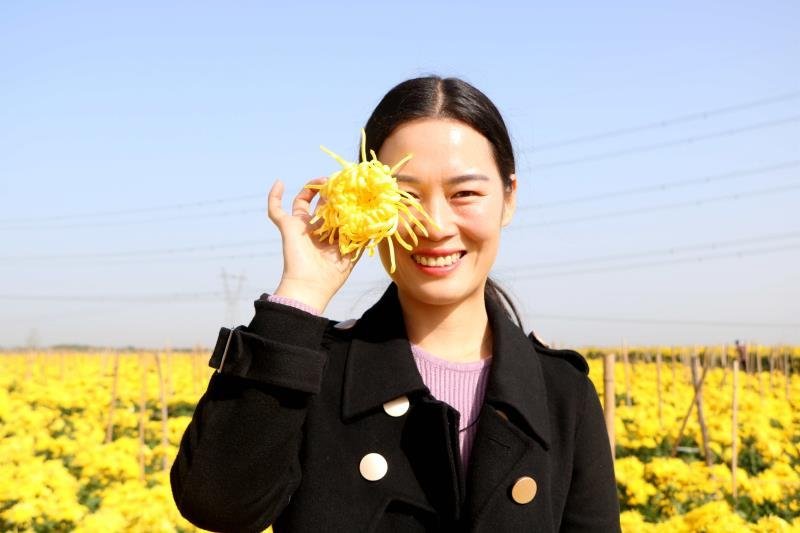 金丝菊发货