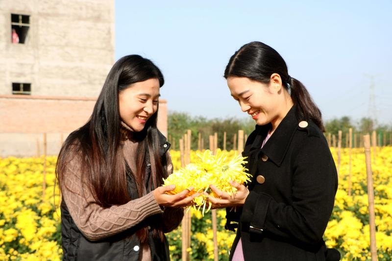金丝菊发货