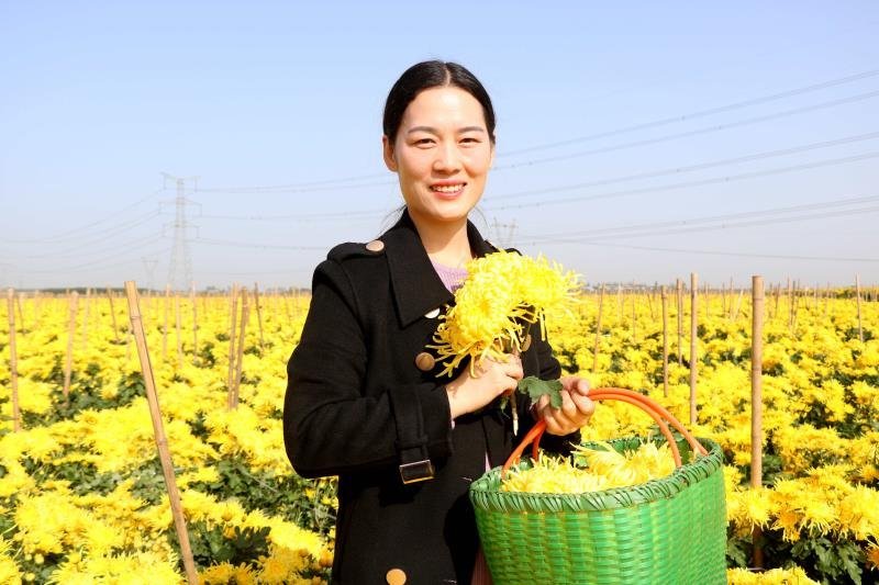 金丝菊发货