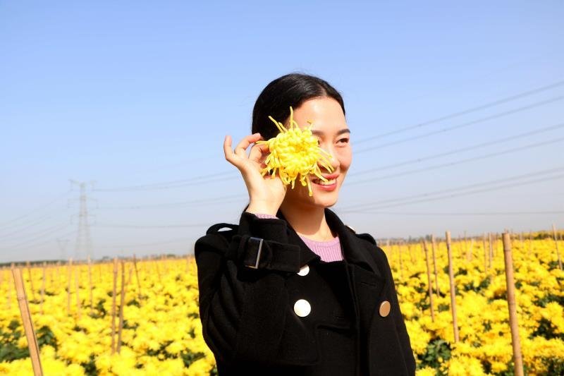 金丝菊发货