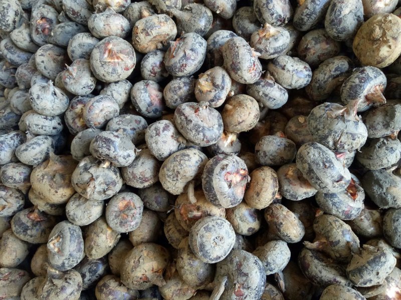 桂林山水水果马蹄。水果蔬菜都可以清甜消渣。