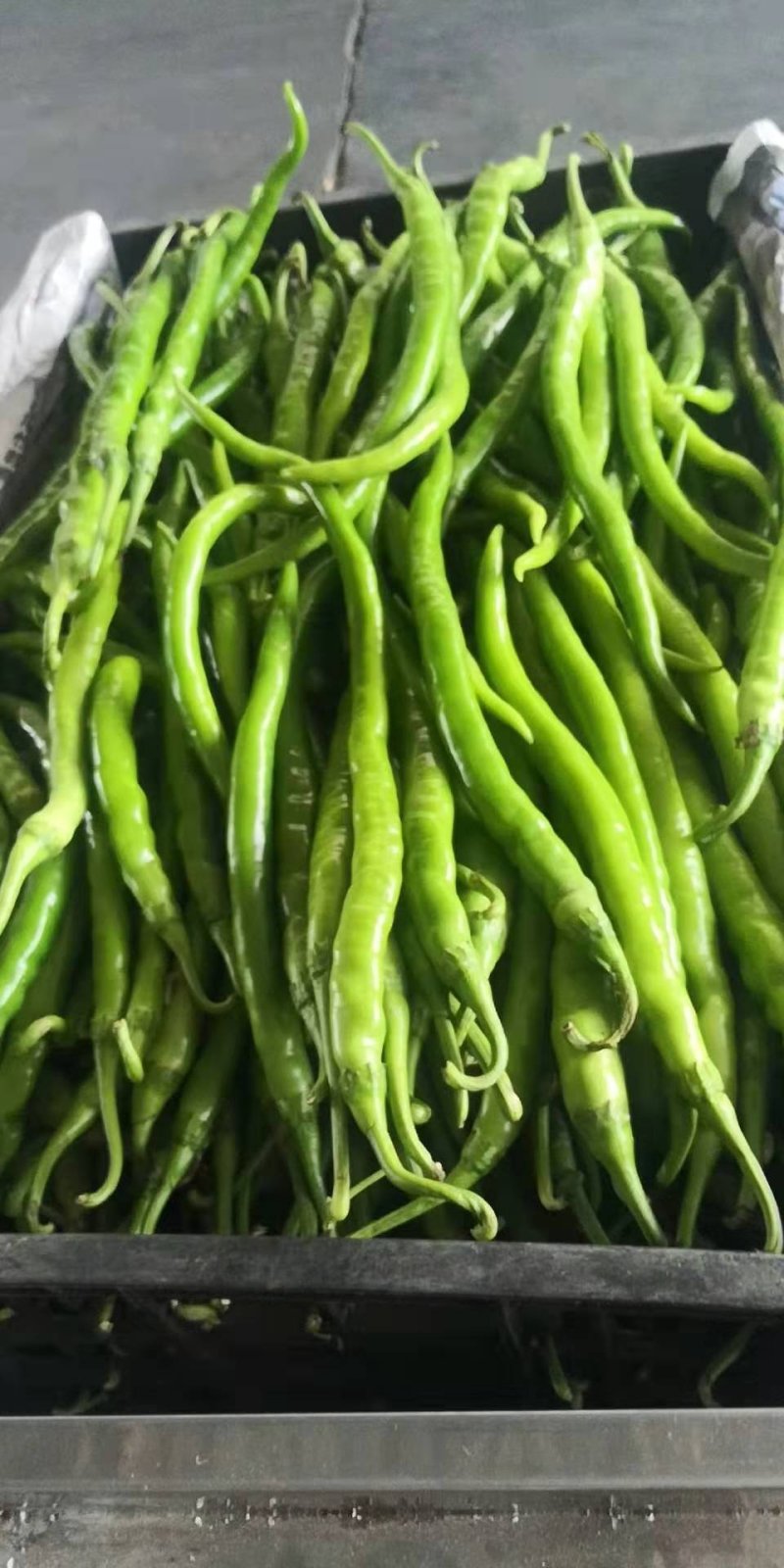 天成蔬菜批发部